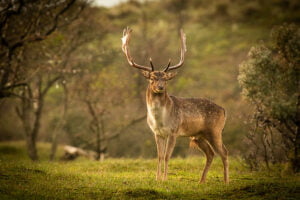 Damhert 01