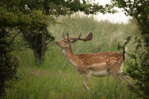 Damhert 09