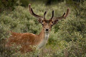 Damhert 12