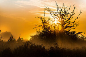 fotoprint Oirschotse Heide 11