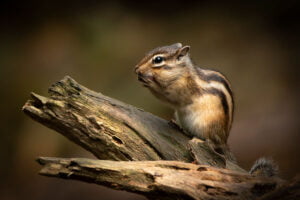 print van syberische grondeekhoorn 01 - tilburg