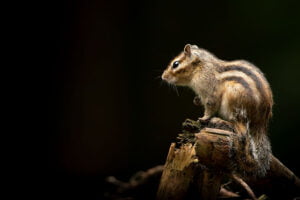 Syberische-grond-eekhoorn-Tilburg002