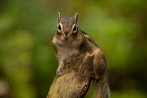 Syberische-grond-eekhoorn-Tilburg004