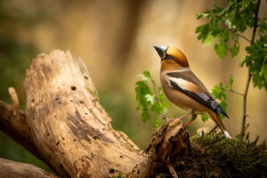 Fotoprint Appelvink 08