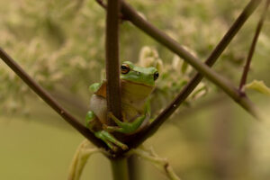fotoprint Groene Boomkikker 14