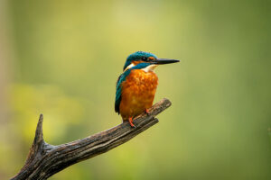 Fotoprint Ijsvogel 58