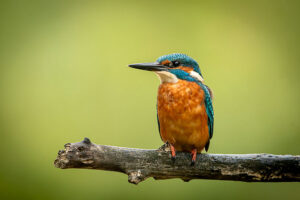 Fotoprint Ijsvogel 59