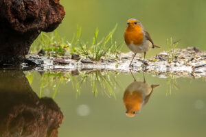 Fotoprint Roodborstje 61
