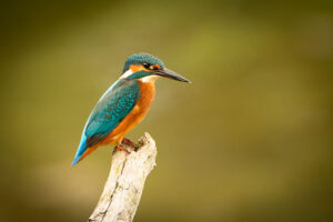 Fotoprint Ijsvogel 97