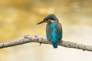 Fotoprint Ijsvogel 98