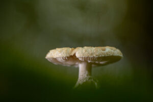 Fotoprint Paddenstoel 101