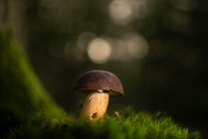 Fotoprint Paddenstoel 104