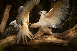 Fotoprint Witte Buizerd 125
