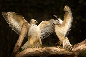 Fotoprint Witte Buizerd 126